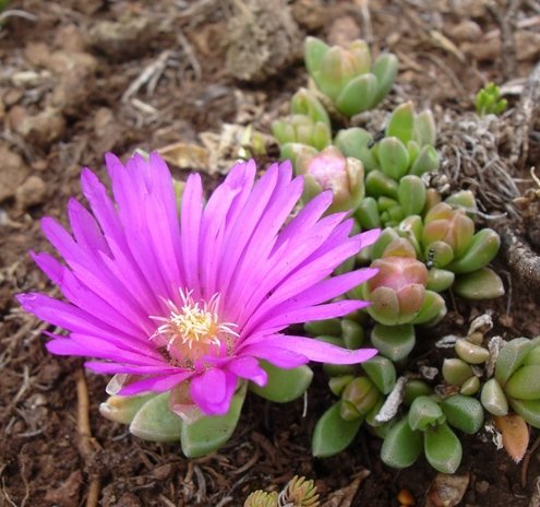 Delosperma lavisiae flower